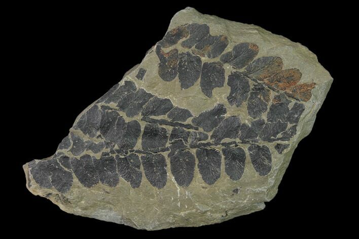 Pennsylvanian Fossil Fern (Neuropteris) Plate - Kentucky #136802